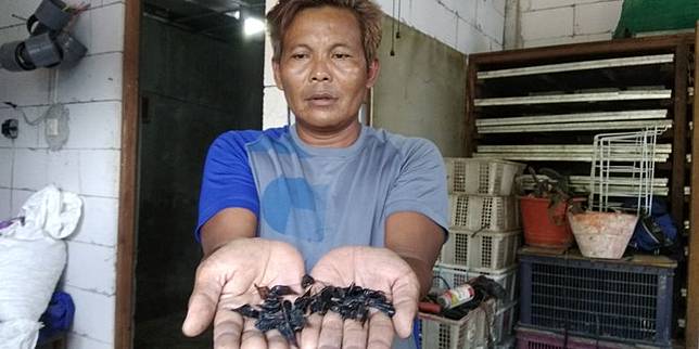 KOMPAS.COM/HANDOUT