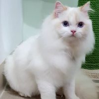 萌寵寵物精品