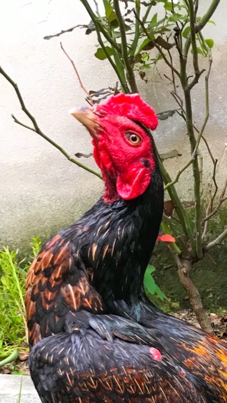 ประเสริฐทรัพย์ฟาร์มงานพัฒนาสายไก่ชน