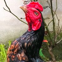 ประเสริฐทรัพย์ฟาร์มงานพัฒนาสายไก่ชน