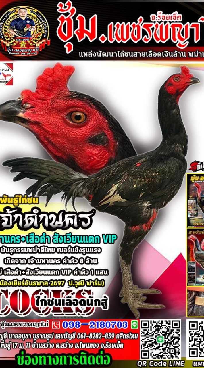 ไก่เยียร์สวยงาม/ไก่ชนเงินล้าน (ซุ้ม.เพชรพญาไก่ ร้อยเอ็ด)