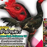 ไก่เยียร์สวยงาม/ไก่ชนเงินล้าน (ซุ้ม.เพชรพญาไก่ ร้อยเอ็ด)