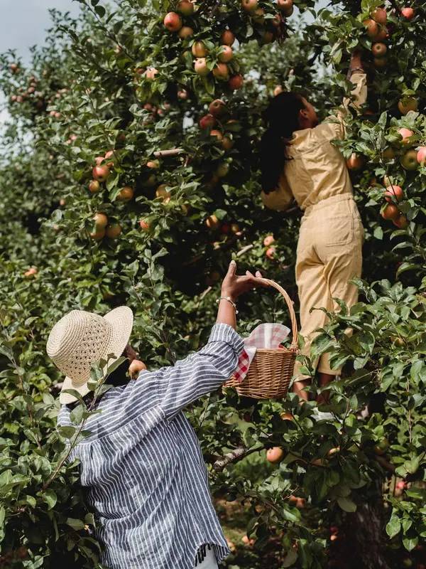 9 Arti Mimpi Memetik Buah Mangga Yang Menandakan Peruntungan Hidup | Fimela  | Line Today