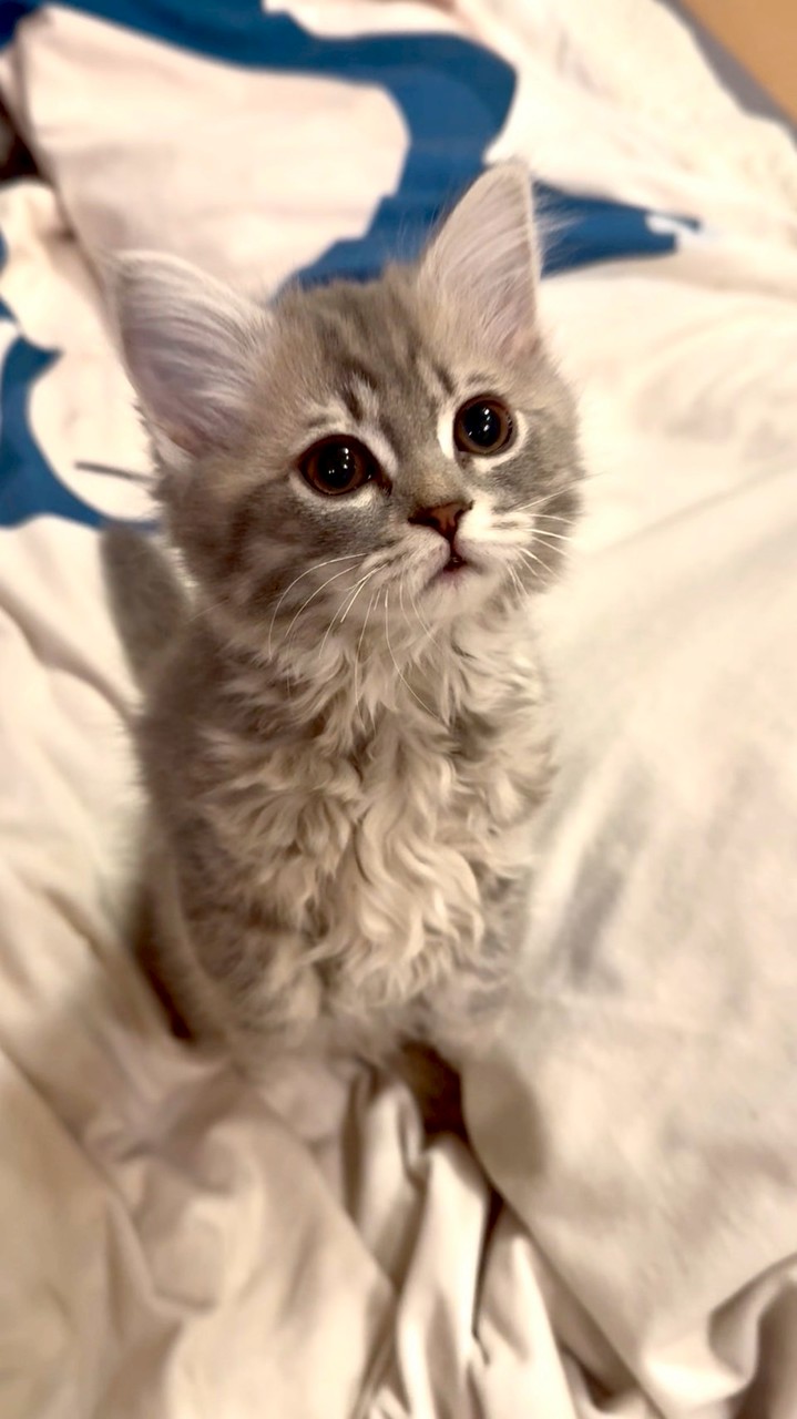 サイベリアンズ配信通知