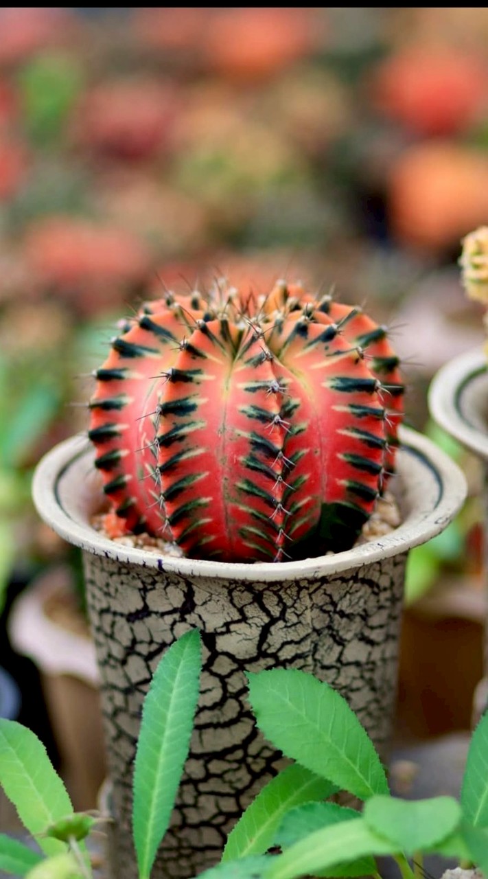 My Cactus Garden BK. 🌵