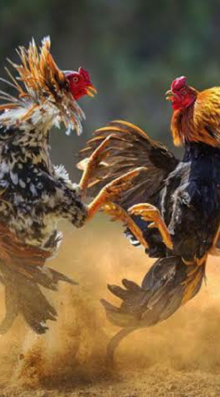 ซุ้ม กอไก่ชน คนเลี้ยงไก่ สารภี เชียงใหม่