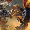 ซุ้ม กอไก่ชน คนเลี้ยงไก่ สารภี เชียงใหม่
