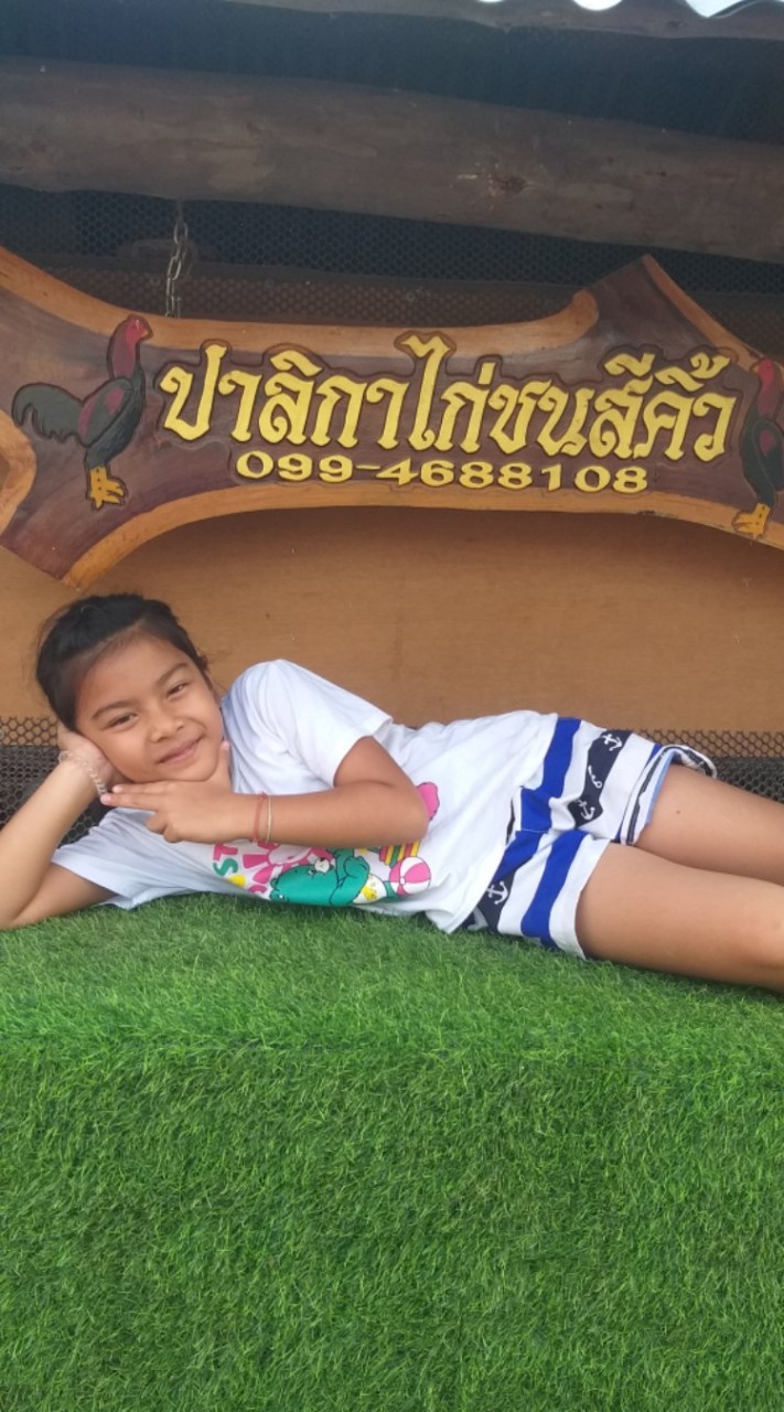 ปาลิกา ไก่ชนสีคิ้ว