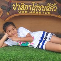ปาลิกา ไก่ชนสีคิ้ว