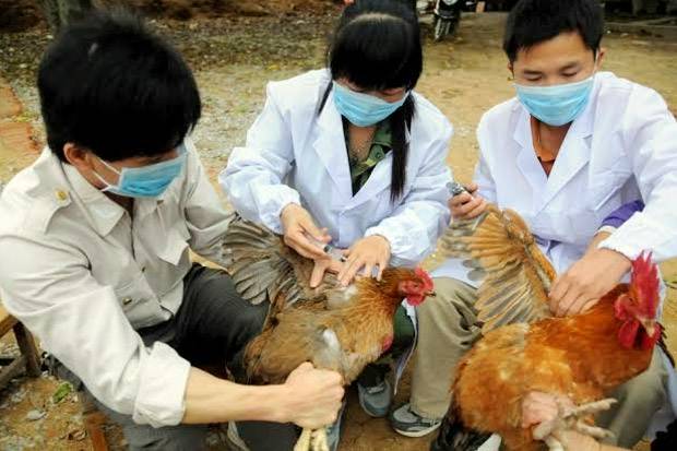 Geger Corona Belum Reda Kini Wabah Flu Burung Terjadi Di China