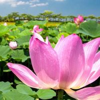 般若佛法智慧生活實踐(心經、金剛經、六祖壇經修行)