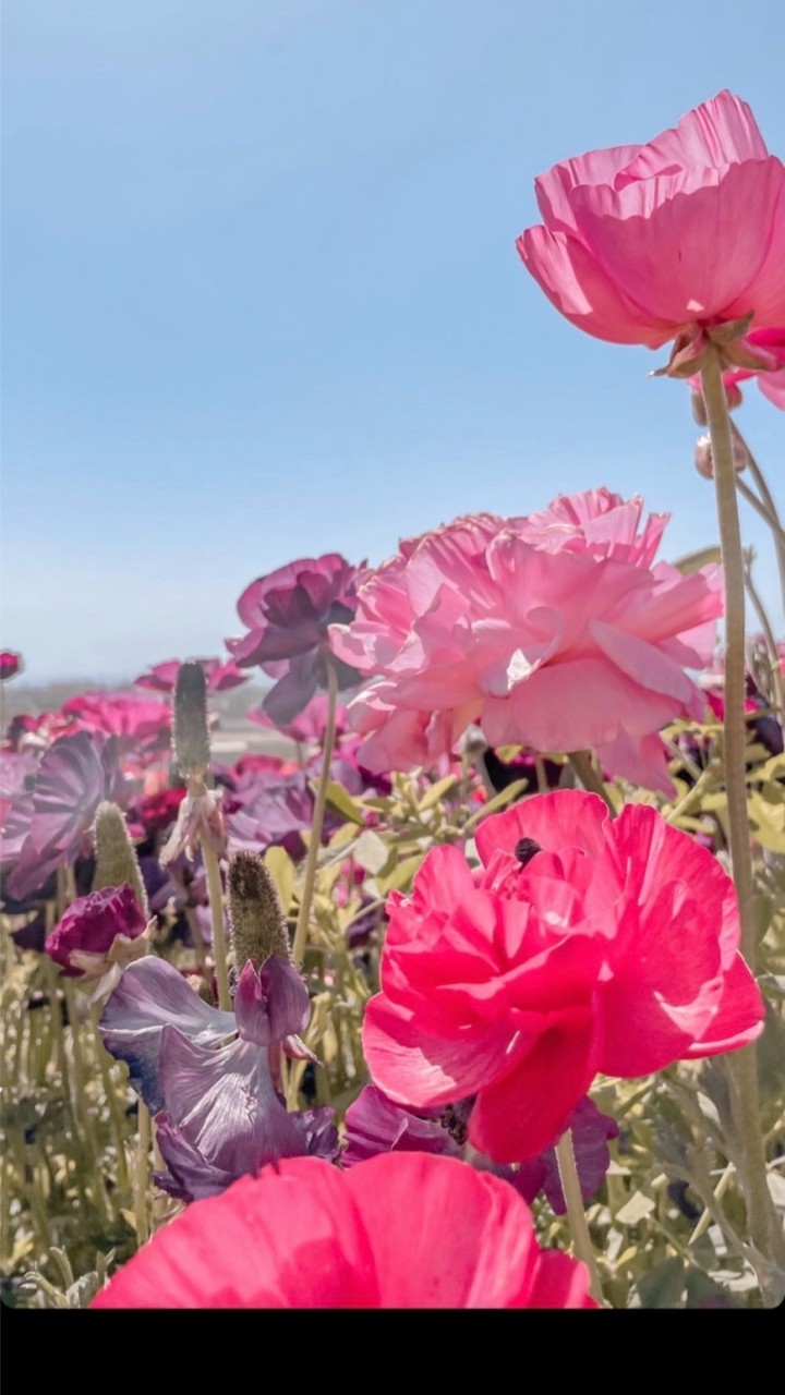 ❥ Serena's English Wonderland兔兔老師英語繪本趣 ❥