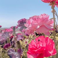 ❥ Serena's English Wonderland兔兔老師英語繪本趣 ❥