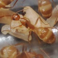 螞蟻帝國 螞蟻分享 交換 模型 討論 寵物 特別 特色 少數 交易 買賣 推廣台北巨山蟻 甜蜜巨山蟻