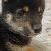 ホスぽん狂
