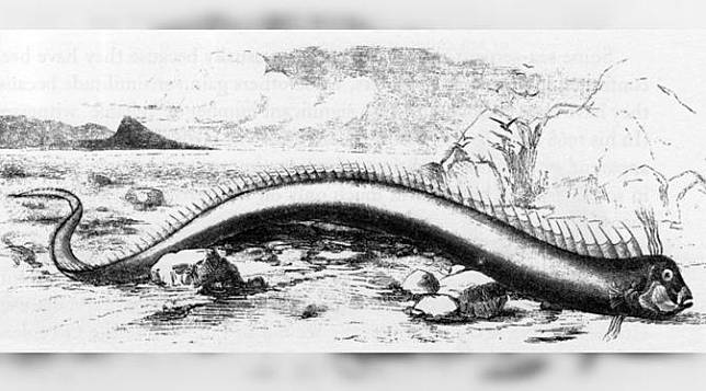 4 Fakta Ilmiah Oarfish, Ikan 'Pertanda' Gempa Bumi