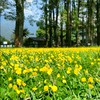 114學年度夏校交通車群組