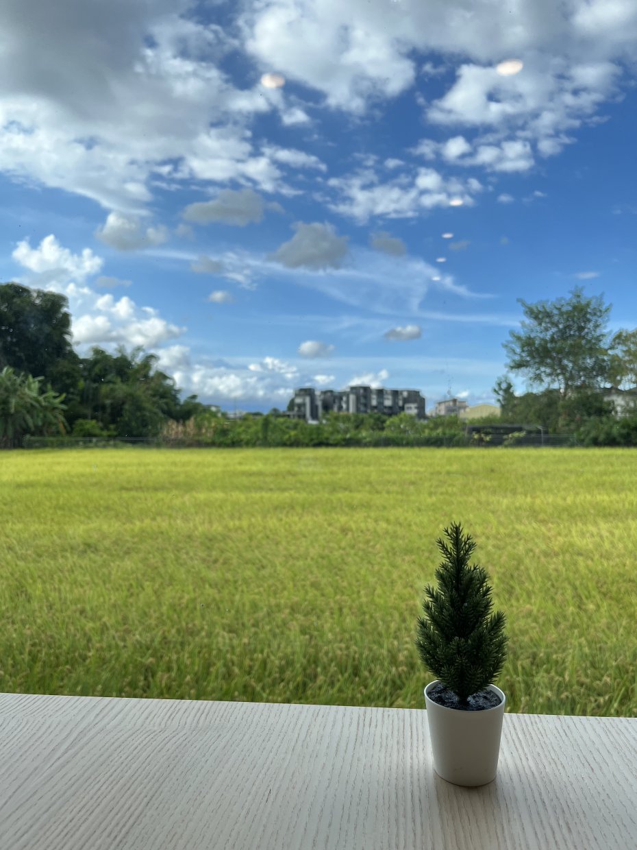 小盆栽與稻田