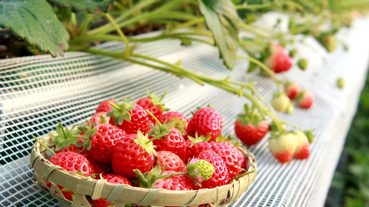 到日本採草莓還能吃到飽？日本採草莓活動注意指南