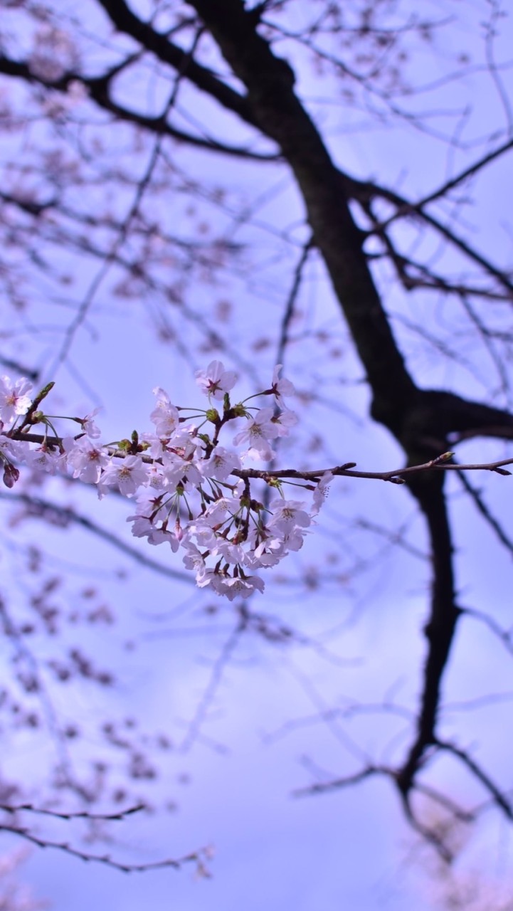 写真館