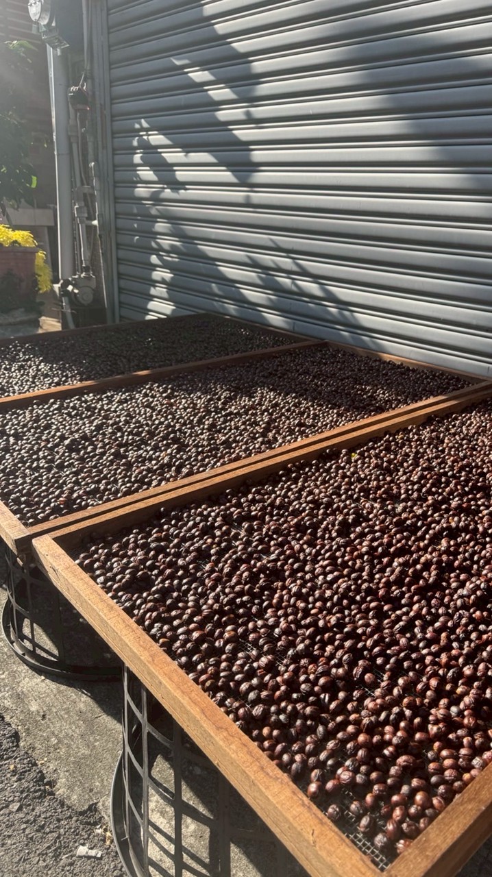 台灣精品咖啡研究社