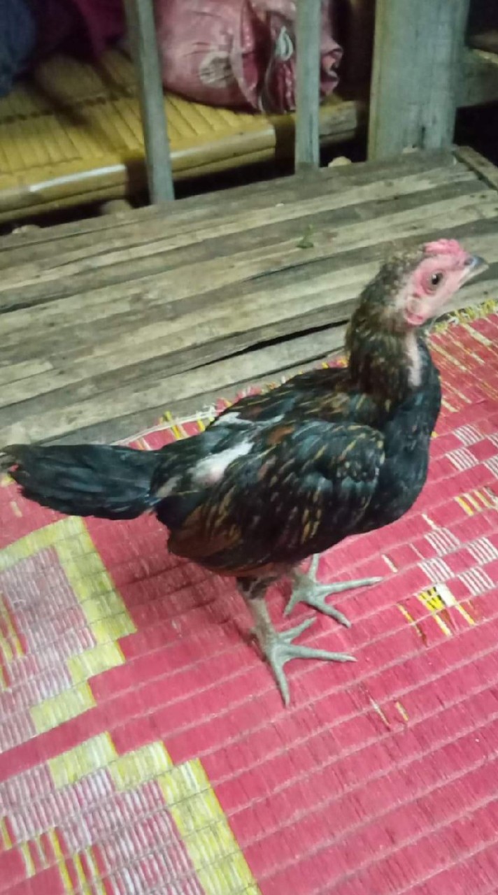 ปีก สาม เส้น🐓🐔❤️