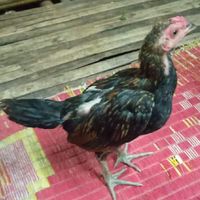 ปีก สาม เส้น🐓🐔❤️