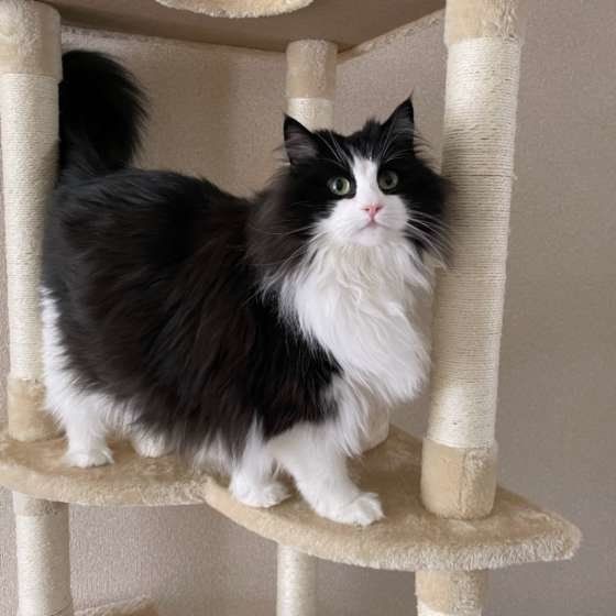 空気が読める 人よりもずっと優れた猫の感覚器のヒミツ ねこのきもちnews