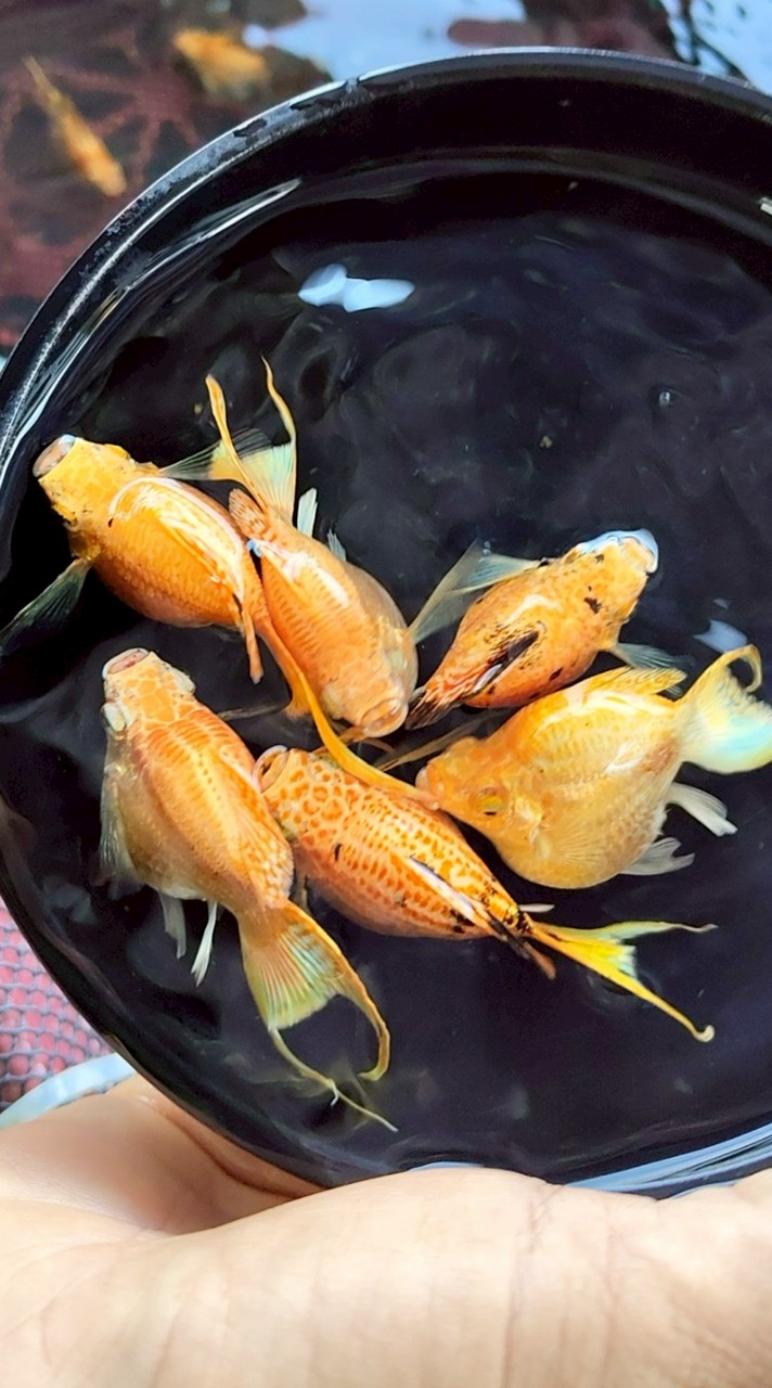 ปลาหวานบอลลูนคร้า🐟