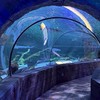 ⌬ PROJECT : AQUADREAM [ ACCESS DENIED ] ||RP||