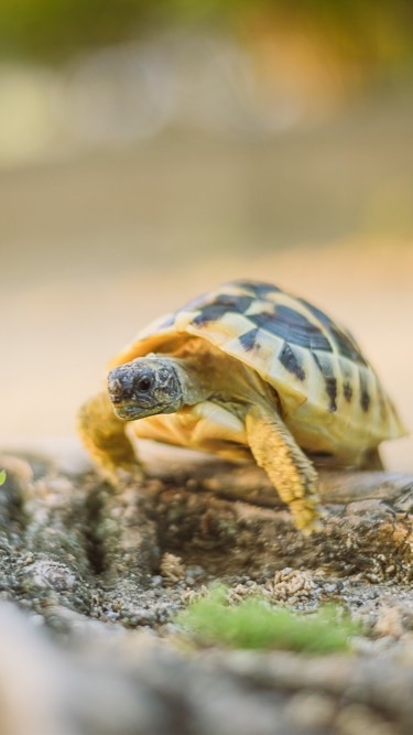 カメさんについてお話ししましょう！
