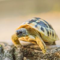 カメさんについてお話ししましょう！