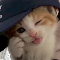 身内オプ