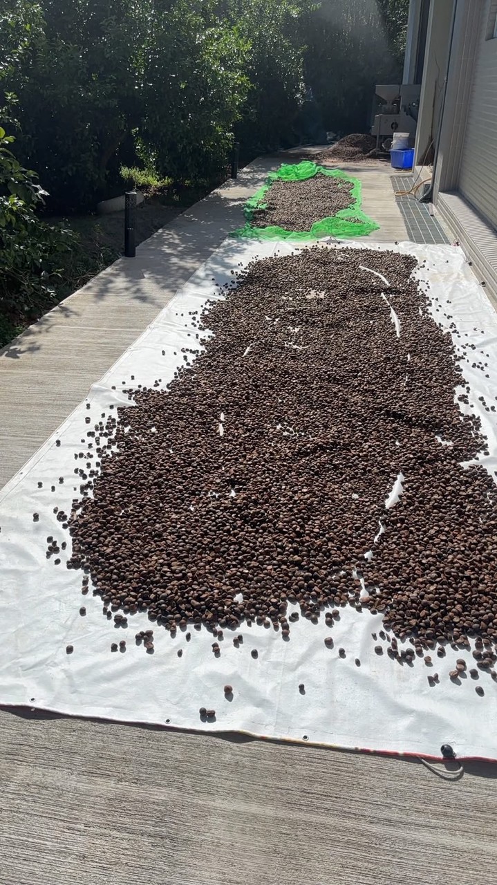 通宵100%純苦茶製造團購