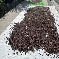 通宵100%純苦茶製造團購