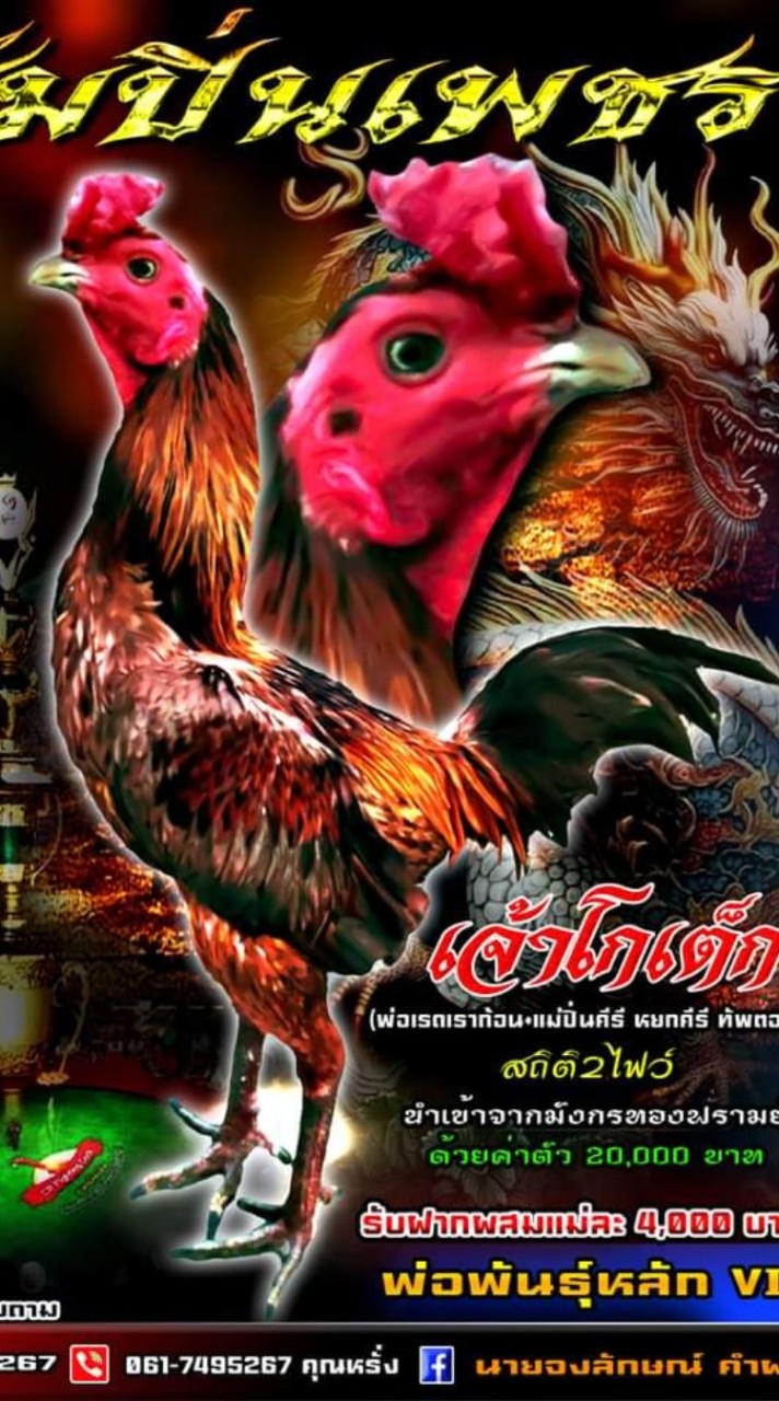 คนรักไก่ชน&ซื้อขายไก่ชน
