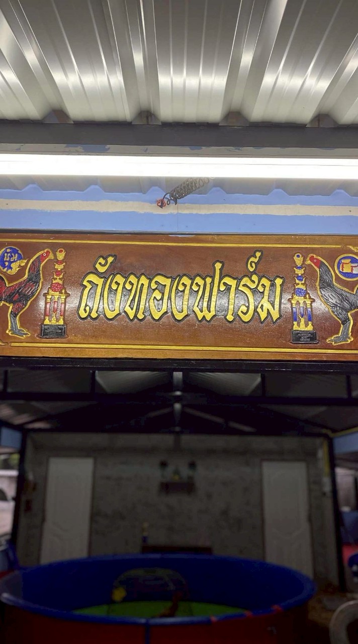 🐓ถังทองฟาร์ม ไก่ชน🐓