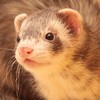鼬【動】フェレット動画 @ナルヘソ