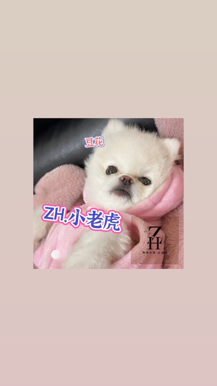 ZH.小老虎🐯