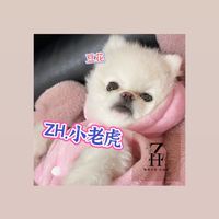 ZH.小老虎🐯
