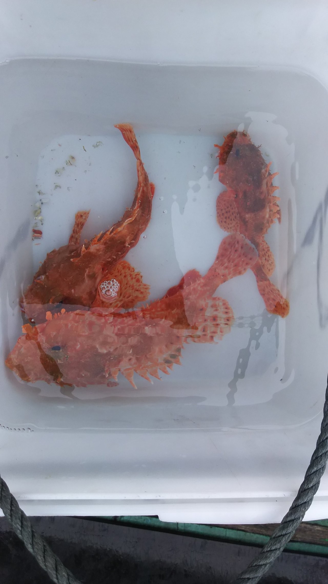 南紀のオニカサゴ釣行記 アタリがなくても気長に待つべし 落とし込みで無事ゲット Fishing Japan