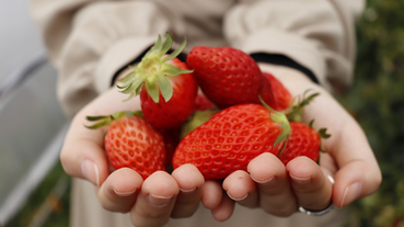 日本冷知識｜不是冬天！別搞錯，原來四月才是日本草莓季
