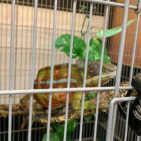 カメレオン☆飼育者☆飼育したい人☆興味ある人