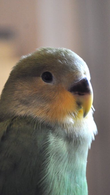 コザクラ(インコなら問わず)好きの集い