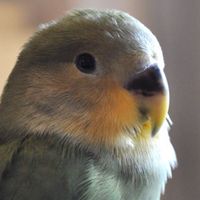 コザクラ(インコなら問わず)好きの集い