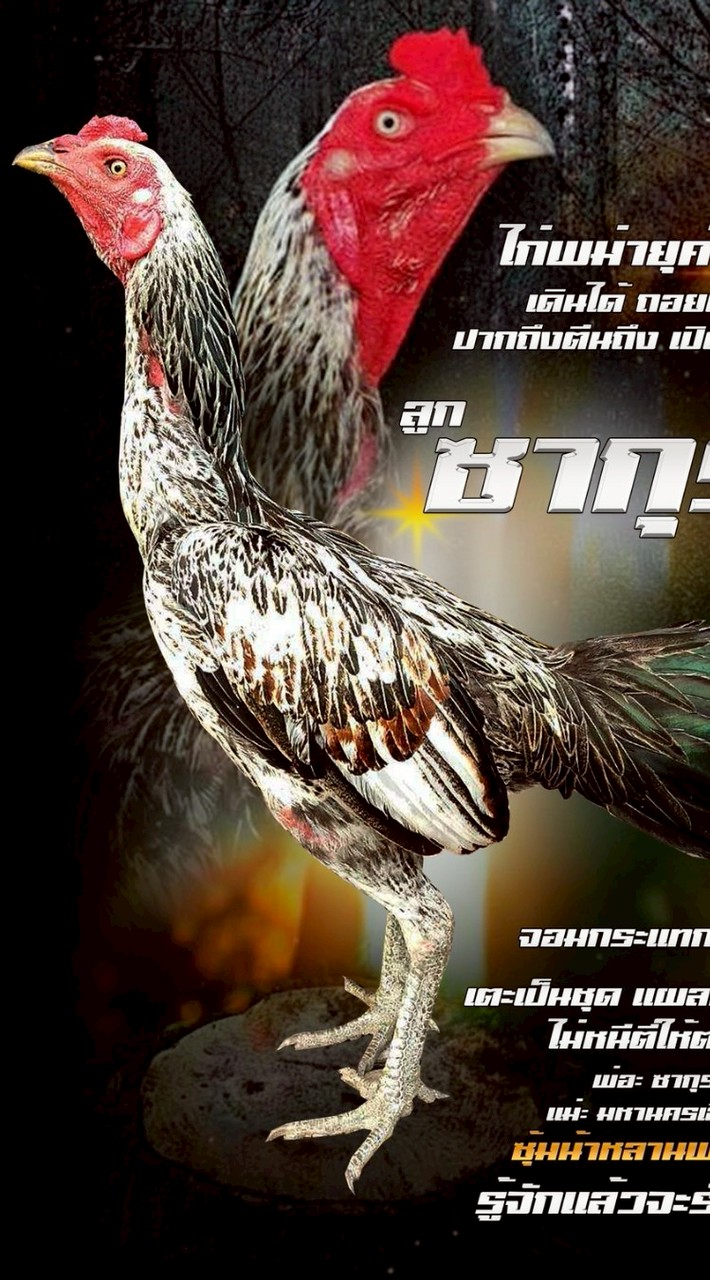 นับตังฟาร์มไก่ชน