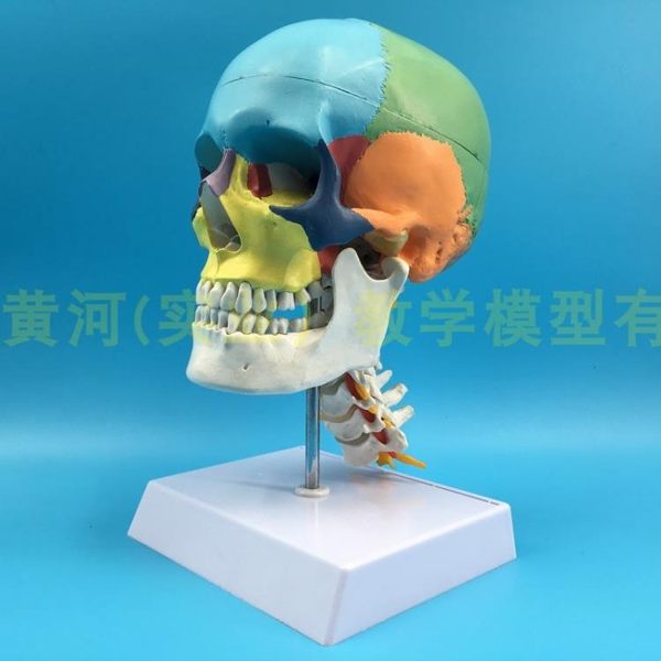 進口 醫學人體彩色頭骨帶頸椎頸動脈模型 頭部骷髏解剖模型 美術