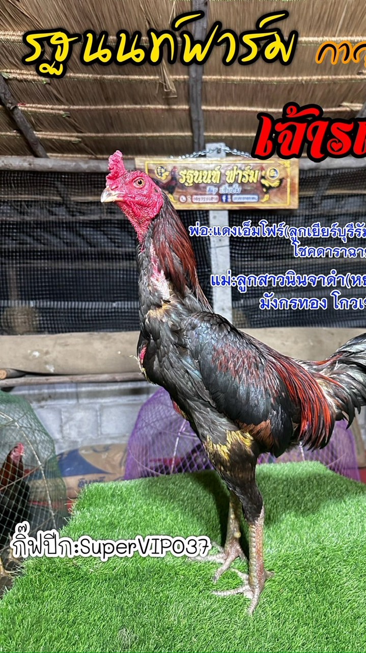 ซุ้มน้องฑิรา รฐนนท์ฟาร์ม