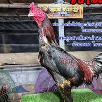 ซุ้มน้องฑิรา รฐนนท์ฟาร์ม