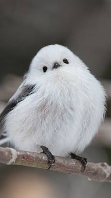 未診断、可 解離性同一性障害の方達や理解を深めたい方々が集ってのんびりする場所